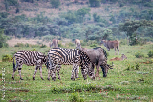 Zebras, Blue wildebeests, Elands on a grass plain.