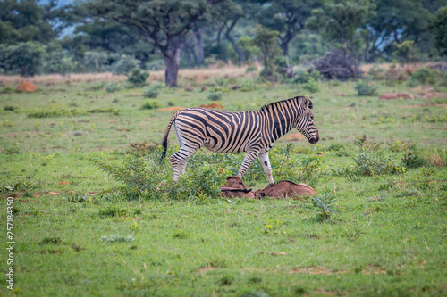 Zebra with Blue wildebeest calves in the grass.