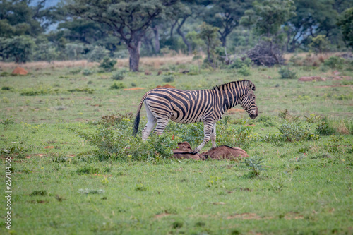 Zebra with Blue wildebeest calves in the grass.