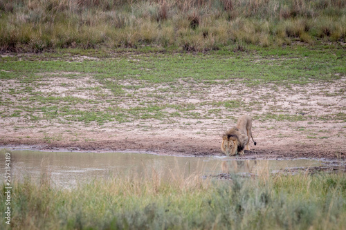 Big male Lion drinking from a water dam. © simoneemanphoto