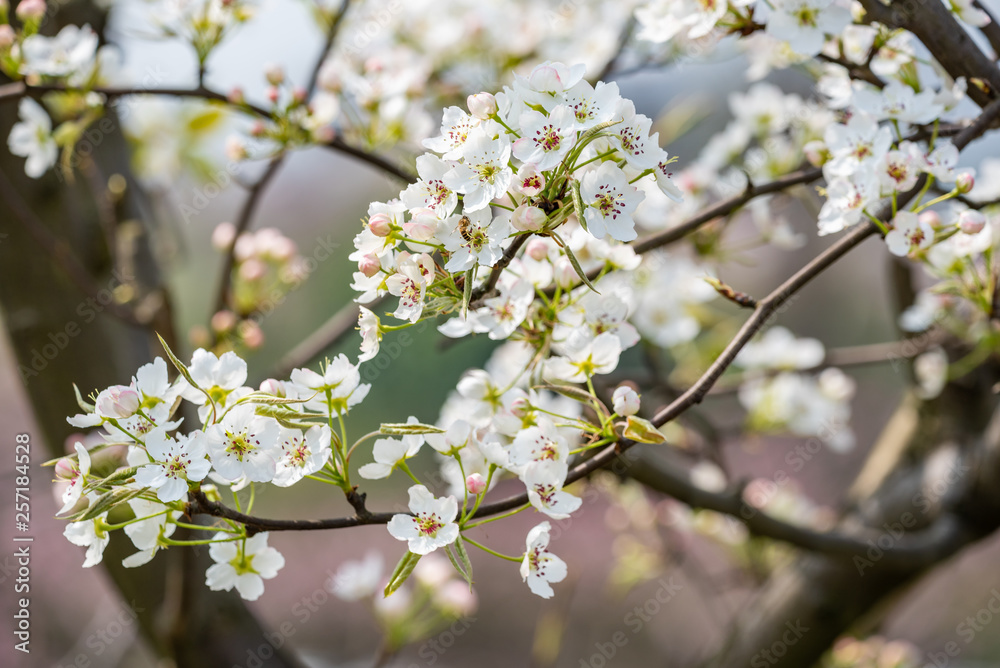 Pear blossom tree flowers close-up in spring in LongQuanYi mountains, Chengdu, China