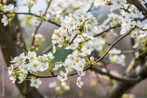 Pear blossom tree flowers close-up in spring in LongQuanYi mountains, Chengdu, China