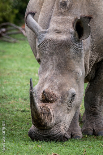 Close up of a White rhino in the grass.