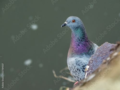 Curious pigeon with green water background