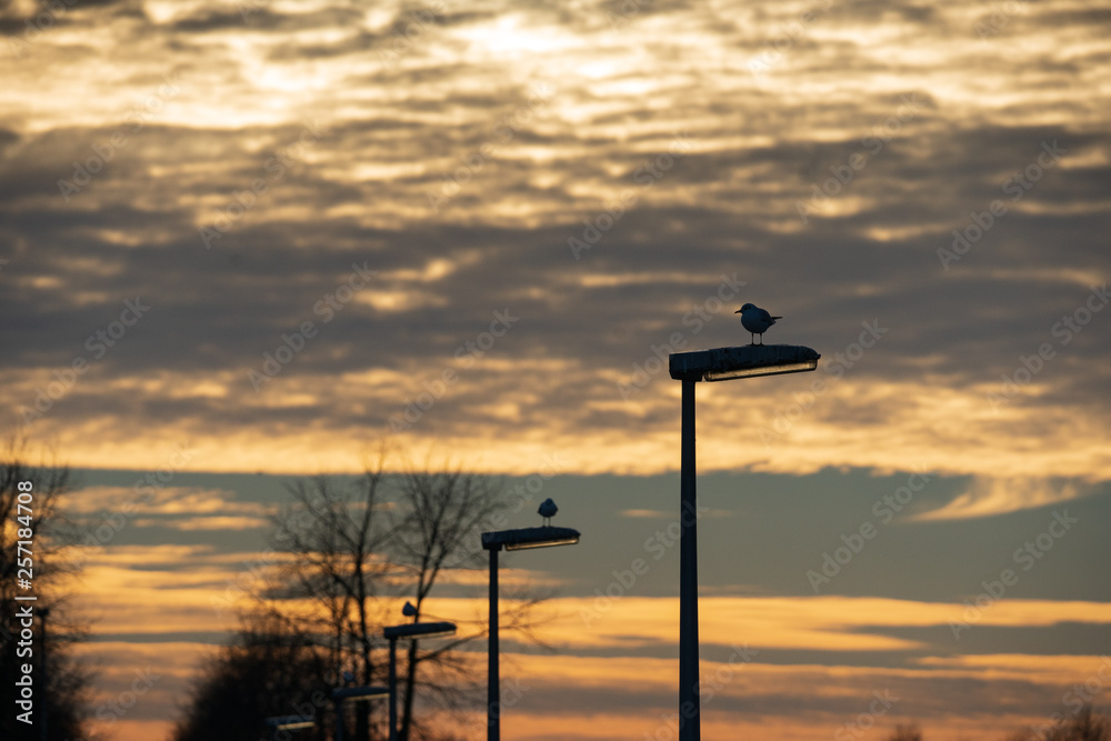Seagull on lampposts