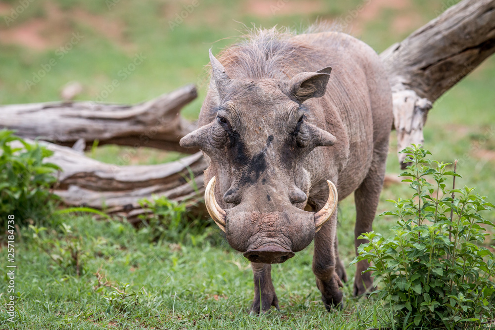 Male Warthog standing in the grass. Male Warthog standing in the grass.
