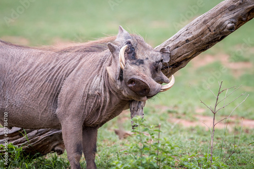 Male Warthog scratching himself on a branch.