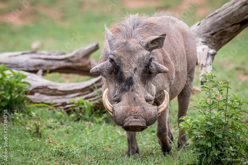 Male Warthog standing in the grass.