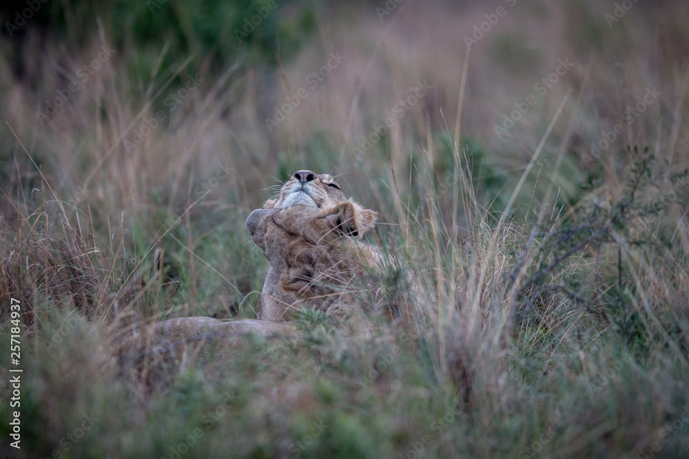 Two Lions bonding in the high grass. Two Lions bonding in the high grass.