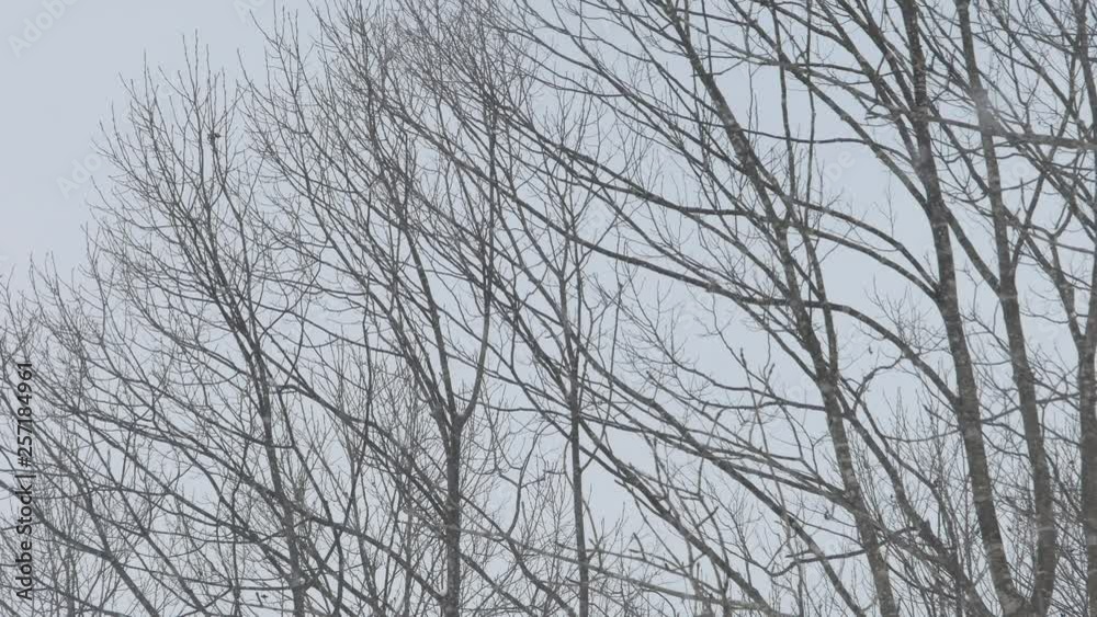 trees in winter trees in winter