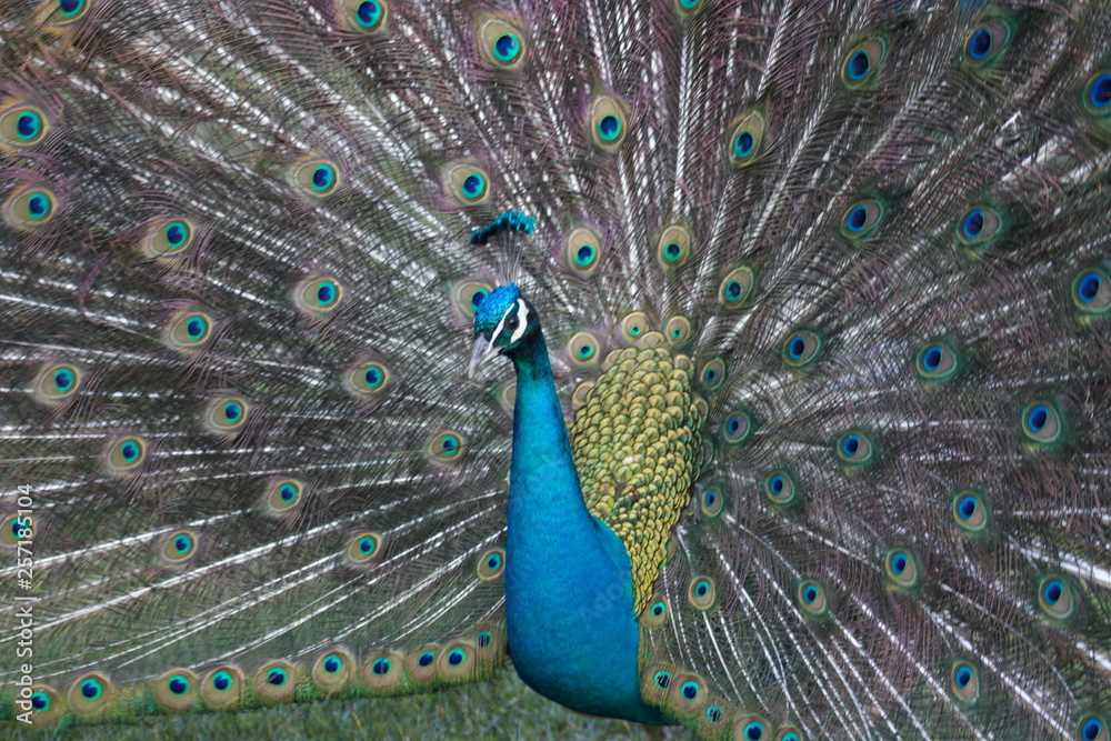 Obraz premium wild , tiere , wald 