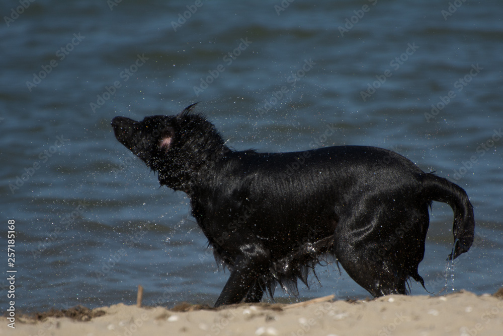 Black wet furry dog playing at the beach Black wet furry dog playing at the beach