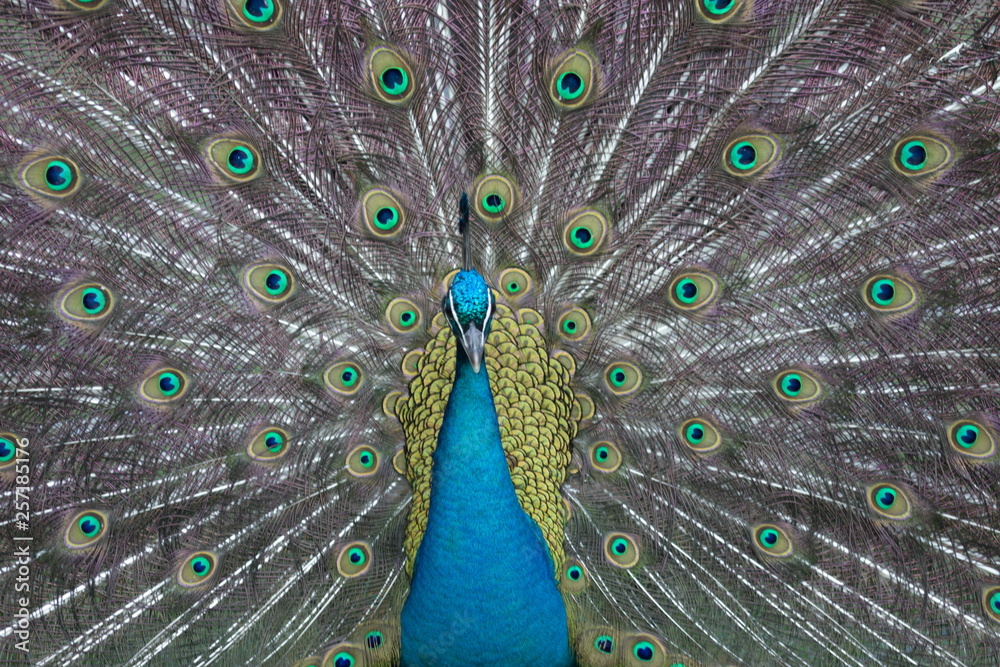 Obraz premium wild , tiere , wald