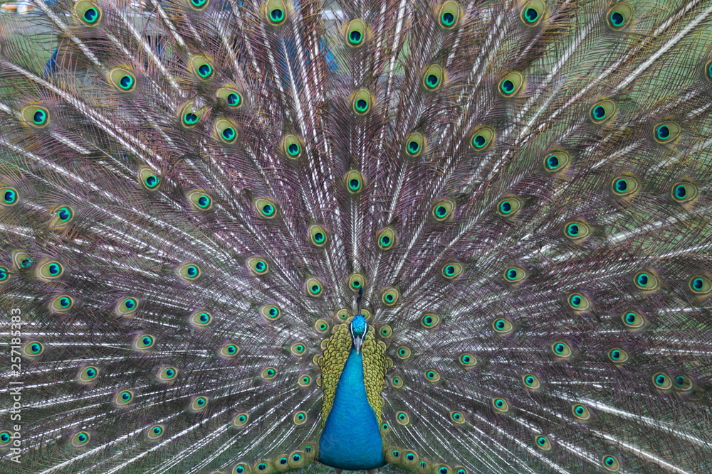 Obraz premium wild , tiere , wald