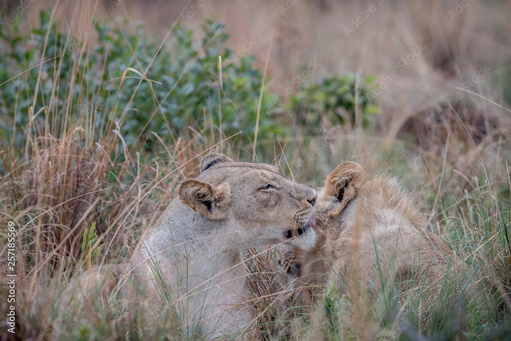 Two Lions bonding in the high grass. Two Lions bonding in the high grass.