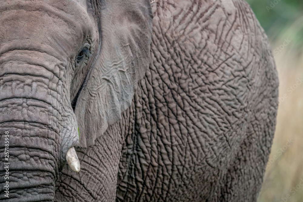 A close up of half an Elephant.