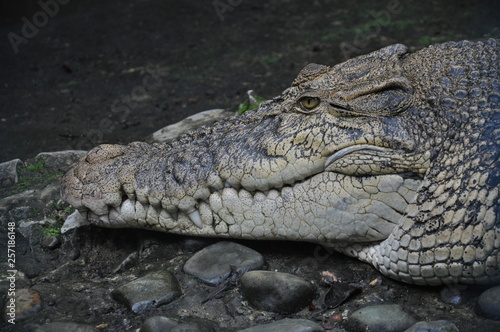 Large saltwater crocodile in captivity in Borneo  Malaysia