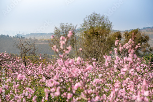 Peach blossom tree field on a sunny day in spring in LongQuanYi mountains, Chengdu, China