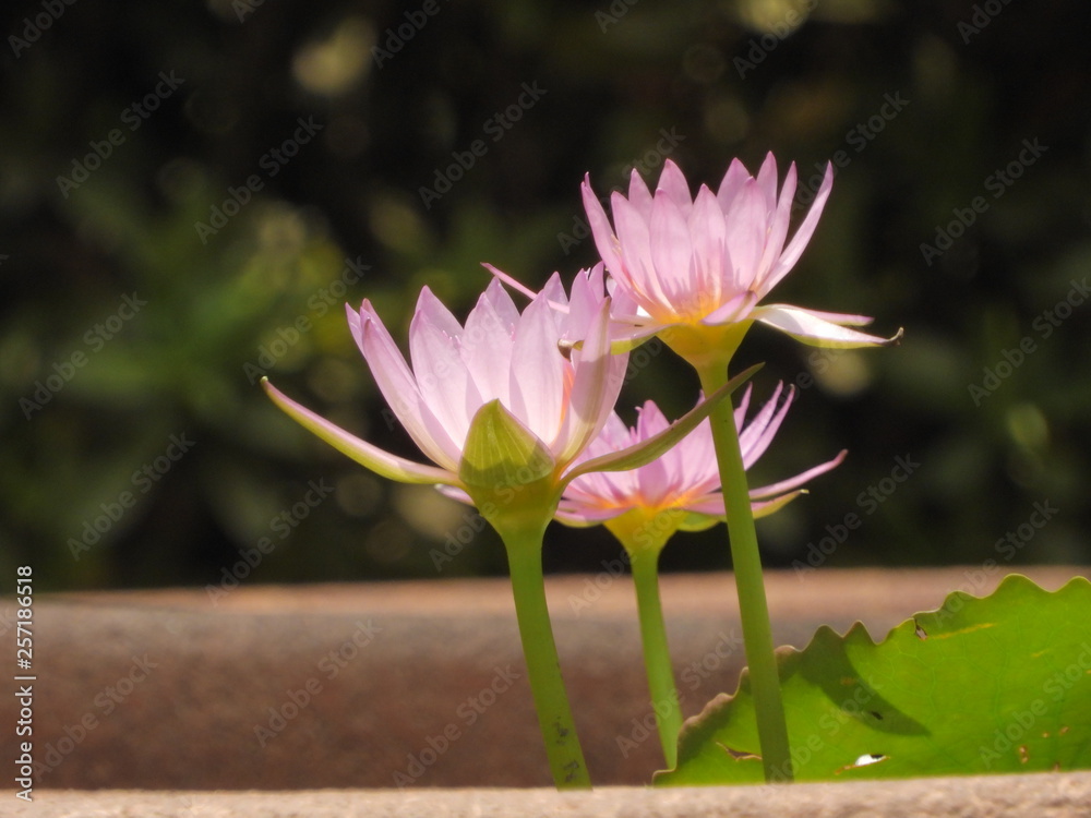 pink lotus flower in pond