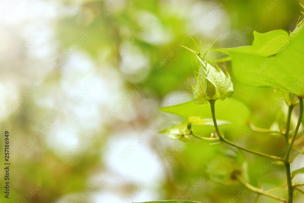 close-up cotton ball on a tree with blurred green background close-up cotton ball on a tree with blurred green background