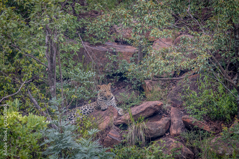 Leopard laying on a rock in Welgevonden. Leopard laying on a rock in Welgevonden.