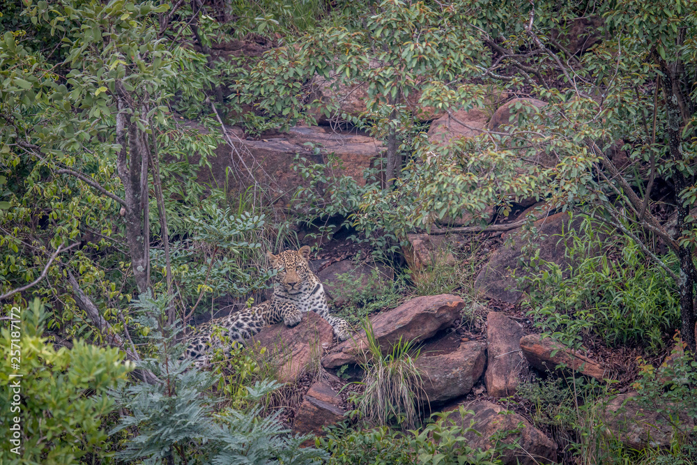 Leopard laying on a rock in Welgevonden. Leopard laying on a rock in Welgevonden.