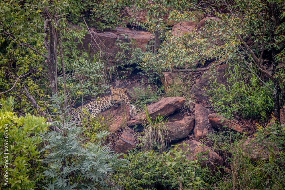 Leopard laying on a rock in Welgevonden. Leopard laying on a rock in Welgevonden.