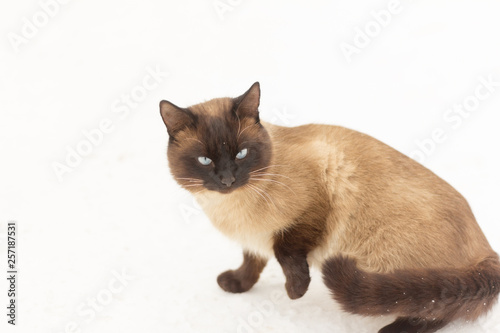 beautiful Siamese cat sitting on the snow