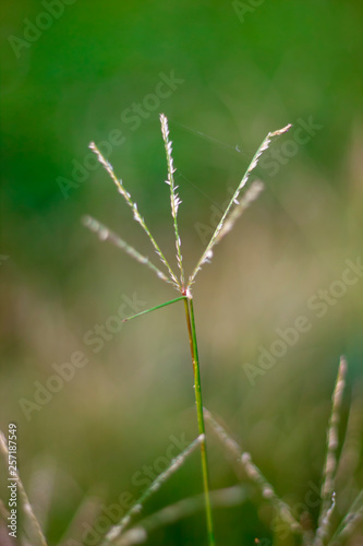Bright grass fields with blurred background © Ake Forever