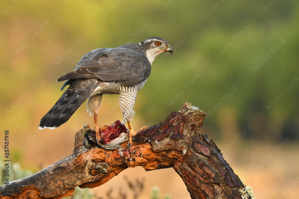 Obraz premium azor en la naturaleza