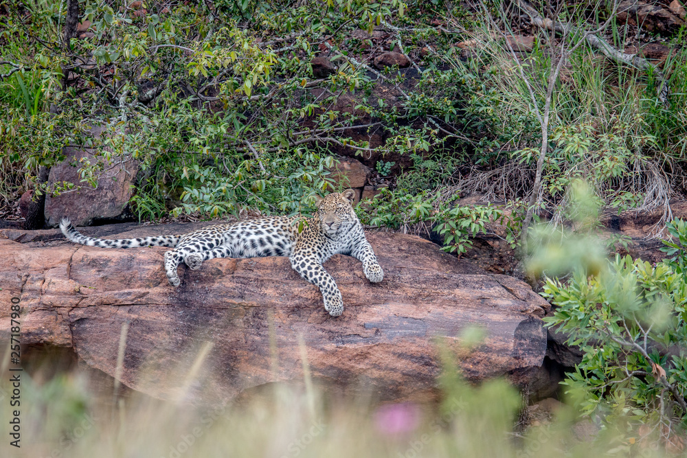 Leopard laying on a rock in Welgevonden. Leopard laying on a rock in Welgevonden.