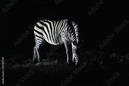 Zebra in the night