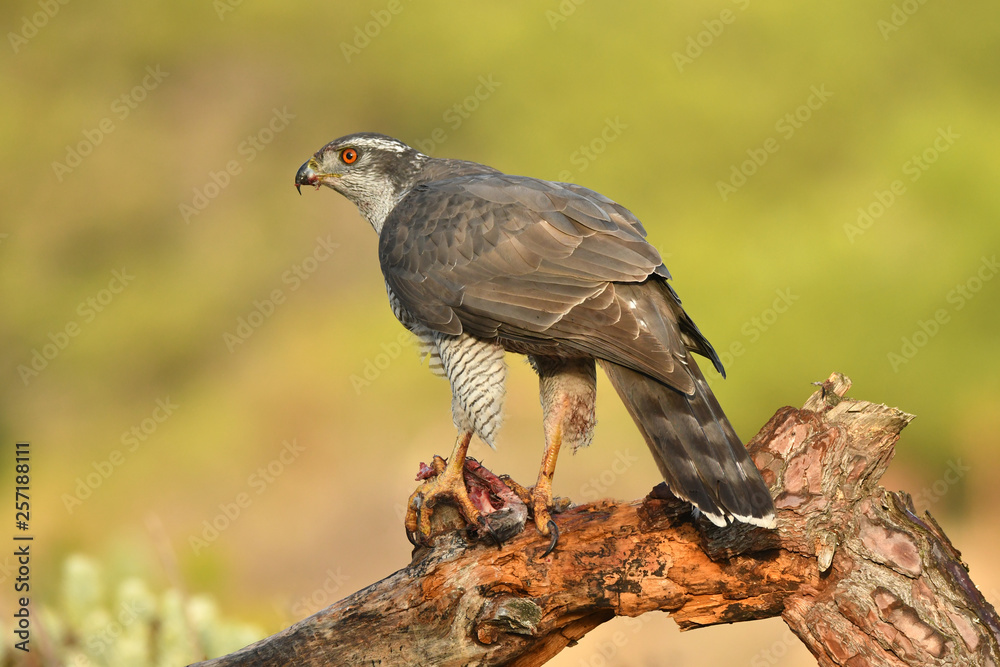 Fototapeta premium azor en la naturaleza