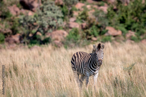 Zebra standing in the high grass.