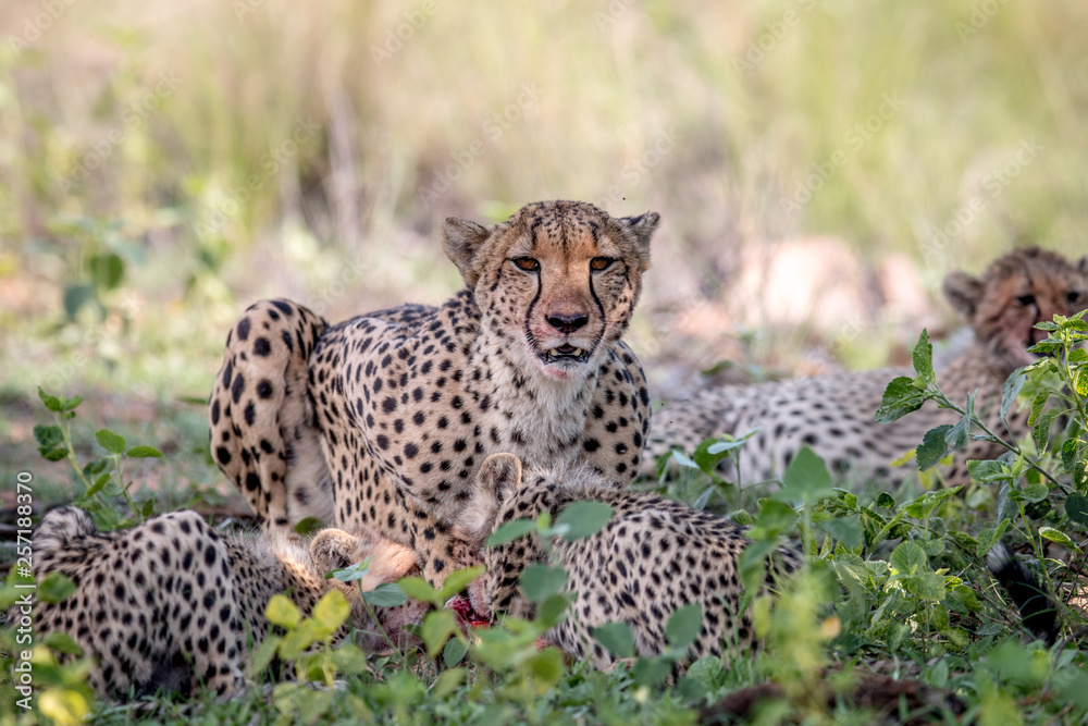Mother Cheetah and cubs feeding on an Impala. Mother Cheetah and cubs feeding on an Impala.