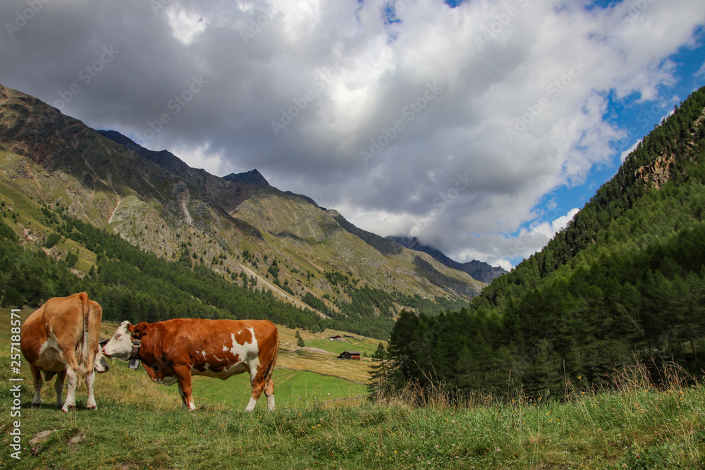 Kühe im Pfossental