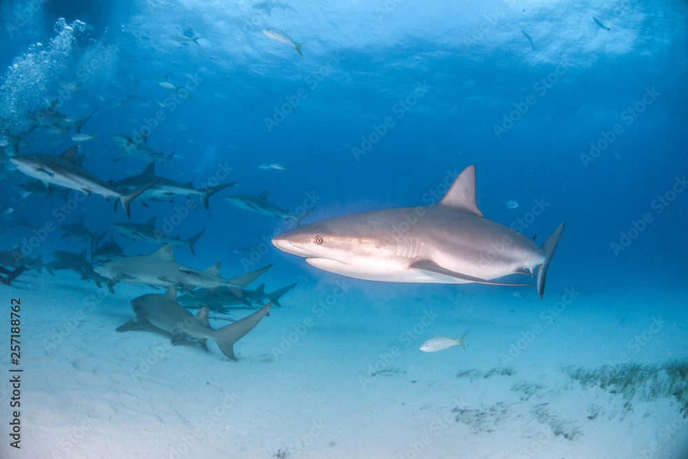 Obraz premium Caribbean reef shark at the Bahamas