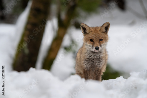 Fox