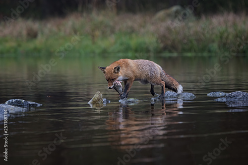 Fox