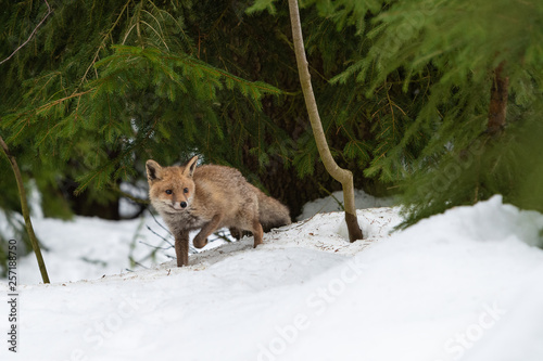 Fox