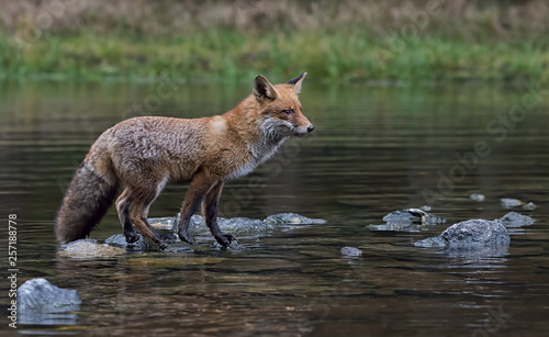 Fox