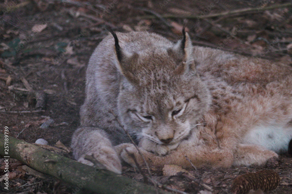 wild , tiere , wald 