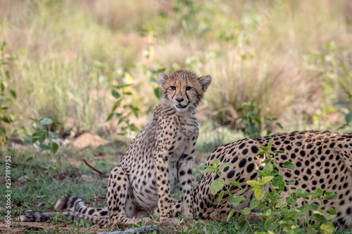 Baby Cheetah cub sitting in the grass.