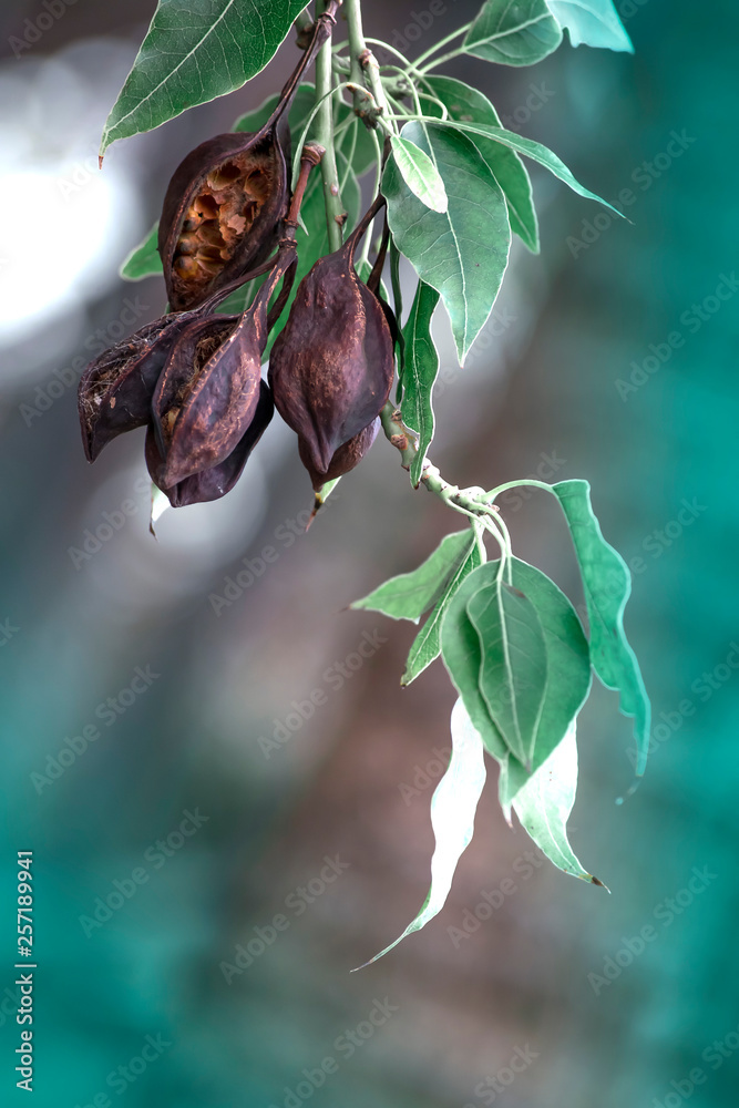Seed pods hanging on the branches of Kurrajong or Bottle tree in Cyprus