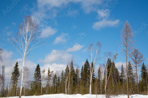 A tree in the middle of a forest glade. Blue sky with clouds.