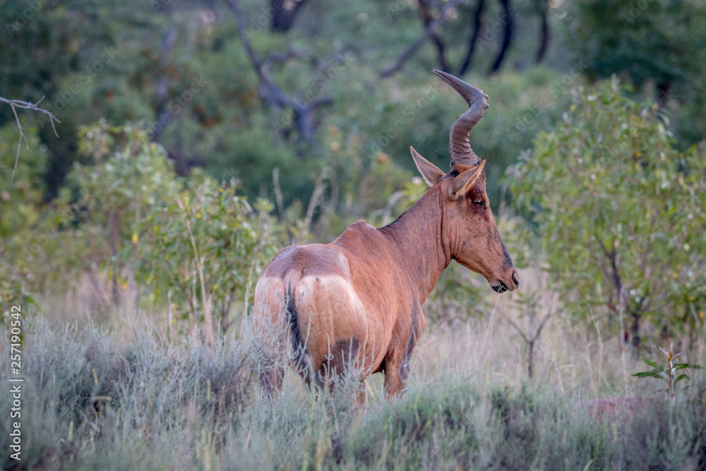 Red hartebeest standing in the high grass. Red hartebeest standing in the high grass.
