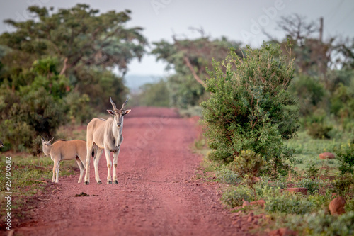 Eland standing in the road in Welgevonden.