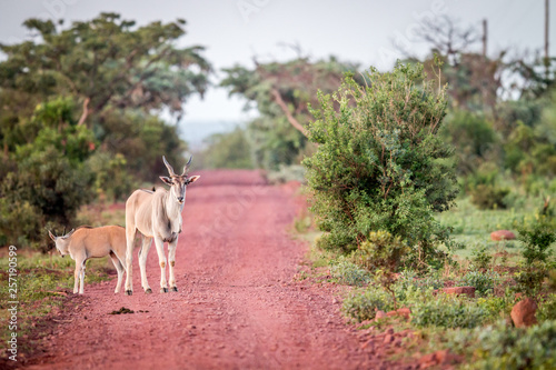 Eland standing in the road in Welgevonden.