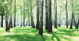 Beautiful birch trees with black and white birch bark in spring in birch grove against the background of other birches