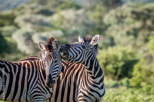 Two Zebras bonding in Welgevonden. photo